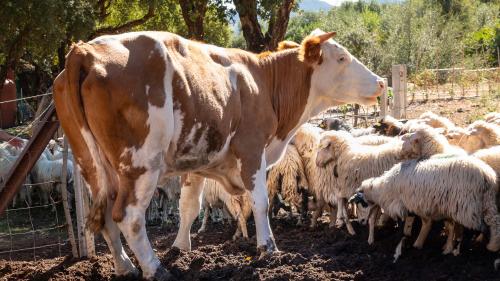 Mucca e pecore in una fattoria ad Arzana