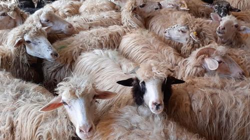 Moutons à la ferme