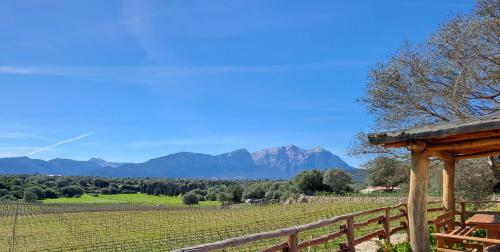 Viñedo de Dorgali con vistas panorámicas a la montaña