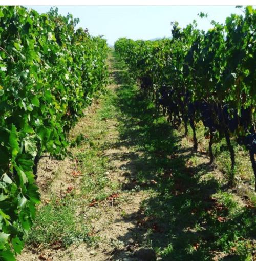 filari in vigna