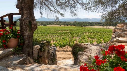 The vineyard in the Dorgali area