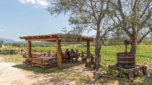 Dorgali vineyard with panoramic mountain views