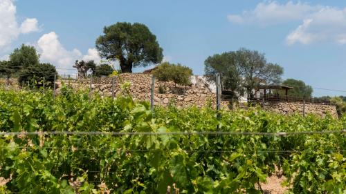 rows in the vineyard