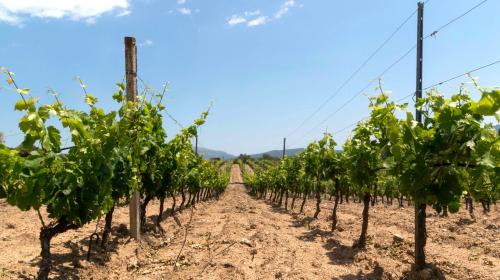rows in the vineyard