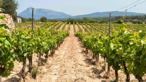 rows in the vineyard