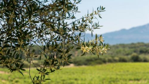Olivenbaum mit Blick auf den Weinberg
