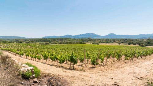 rows in the vineyard