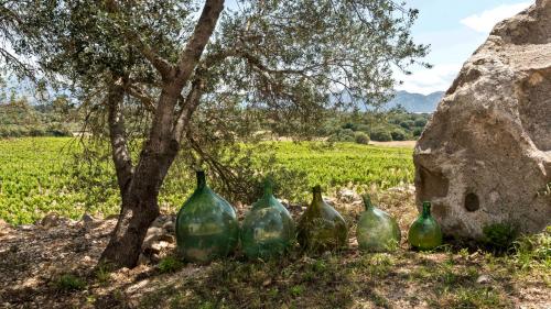 olive tree with vineyard view