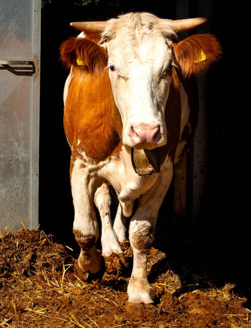 Mucca in una fattoria di Arzana