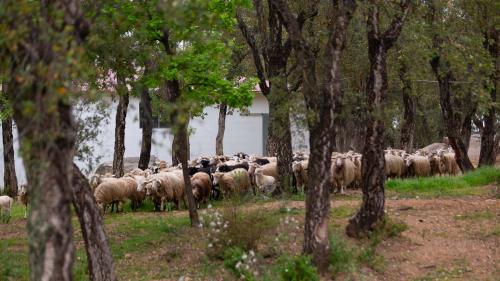 Schafe auf dem Bauernhof bei Arzana