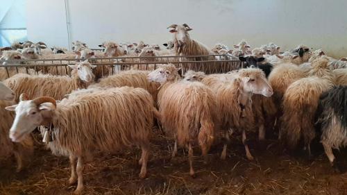 Sheeps within the farm