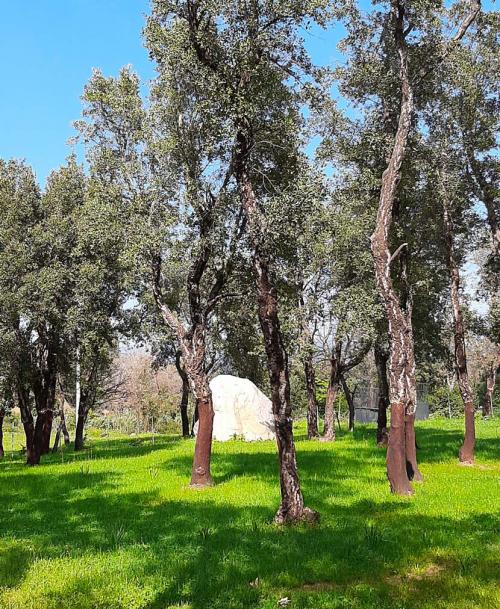 Alberi nel territorio di un'azienda agricola ad Arzana