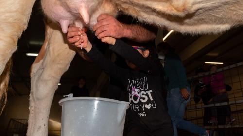 Shepherd teaches a little girl to milk on a farm