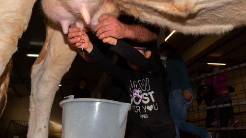 Pastore insegna a una bambina a mungere in una fattoria