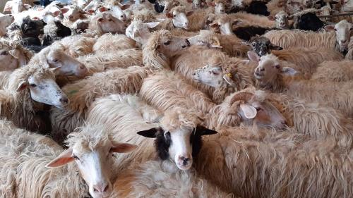 Sheeps on the farm near Gennargentu