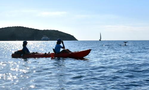 <p>Touristisches Kajakfahren im Meer von Golfo Aranci</p><p><br></p>