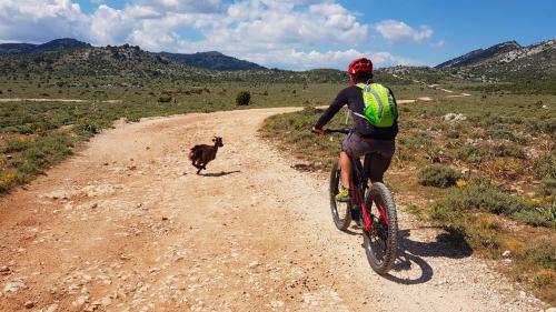 Una capra attraversa la strada