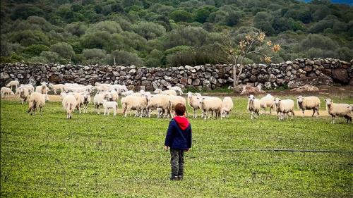 Kind beobachtet die Schafe der Herde aus der Ferne