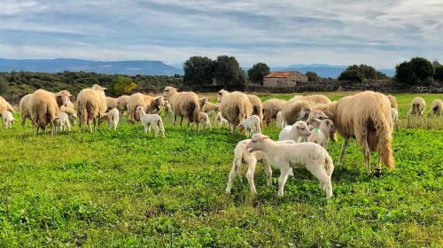 Flock of sheep on a farm in Fordongianus