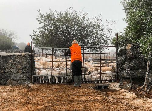 Hirte hütet Schafe auf einem Bauernhof in Fordongianus