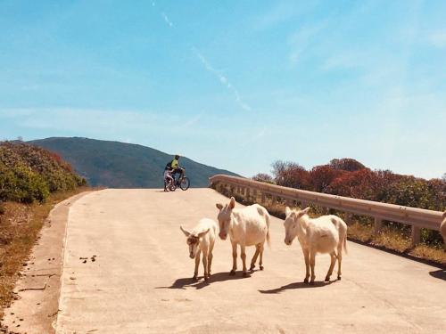 Famille d'ânes blancs sur l'île de l'Asinara