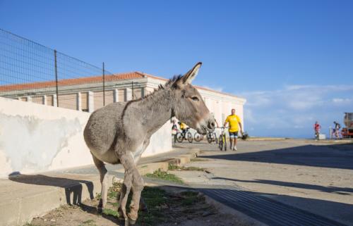 Grey donkey welcomes you to Asinara