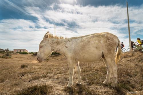 White donkey at Asinara