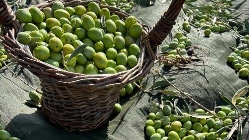 Aceitunas en el cesto durante la cosecha