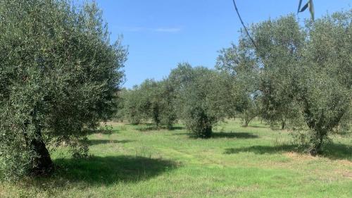 Olivar en la zona de Oristano