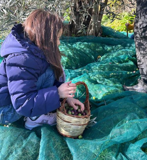 Chica recogiendo aceitunas