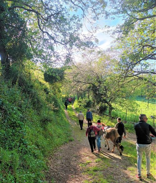 Randonnée guidée avec des ânes dans la nature verdoyante de la région de Cargeghe