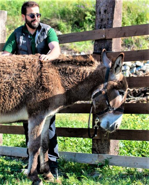 Burro en Cargeghe