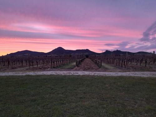 Sonnenuntergang Weinberg in der Gegend von Alghero zu erleben während des Abendessens in der Natur