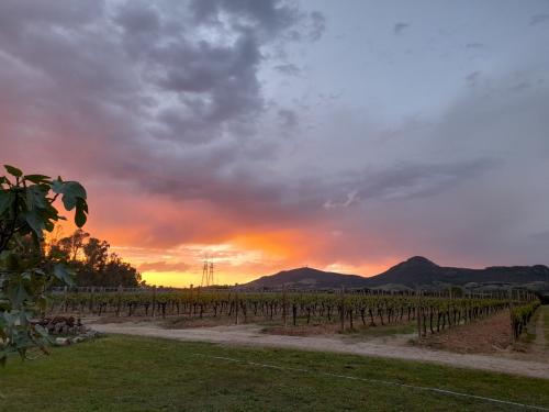 Sunset vineyard in the Alghero area to be experienced during dinner in nature