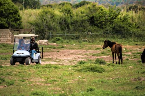 Begegnung mit einem Pferd in freier Wildbahn während einer Selbstfahrertour durch den Park von Porto Conte