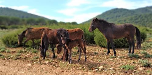 Caballos salvajes en el Parque de Porto Conte