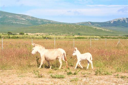 Burros albinos pasean por el Parque de Porto Conte