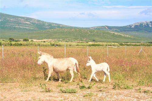 Des ânes albinos se promènent dans le parc de Porto Conte