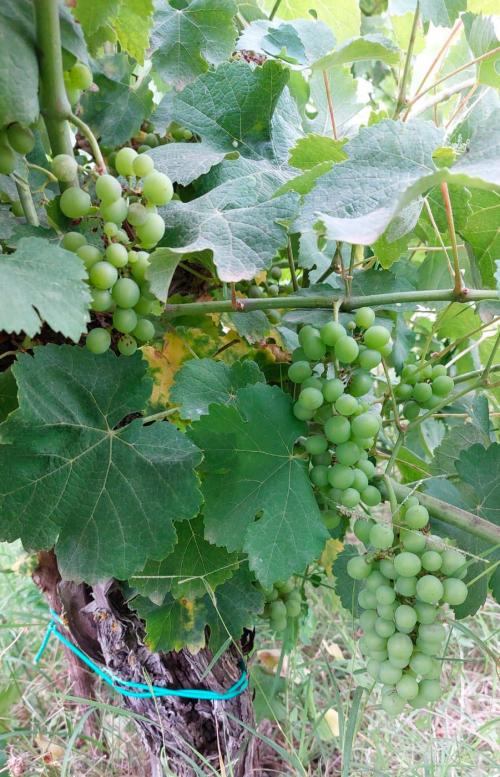 Grapes from the farm's vineyard
