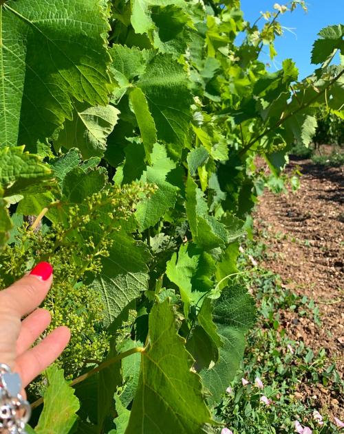 Vernaccia-Weinberg in der Gegend von Oristano