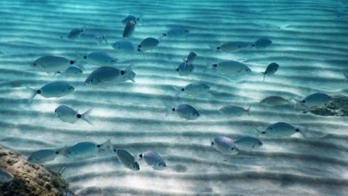 Occhiate nuotano nel mare azzurro della Costa Smeralda