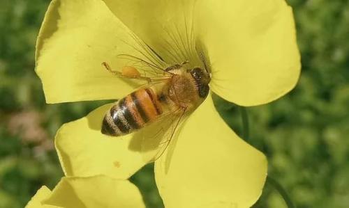 Bee on a yellow flower