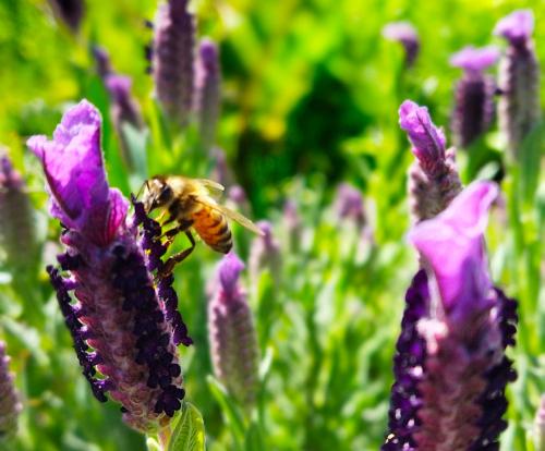 Bienen auf Lavendel