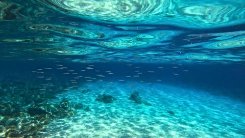 Fondale marino nel Golfo di Orosei