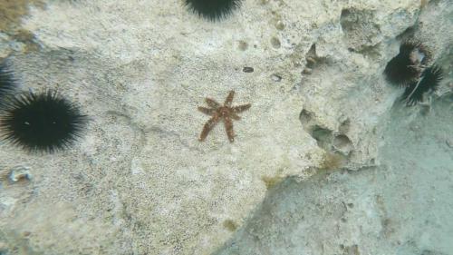 Avvistamento di una stella marina nel Golfo di Orosei