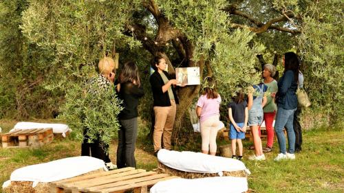 Guided tour through the olive grove with centuries-old olive trees in Lotzorai