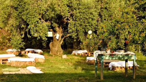Guided tour through the olive grove with centuries-old olive trees in Lotzorai