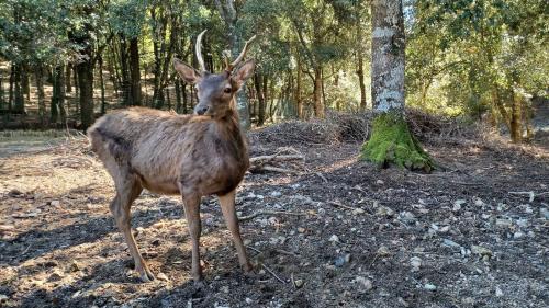 Deer in the Seven Brothers Park