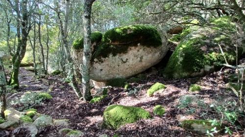 Moss-covered forest in the Seven Brothers Park