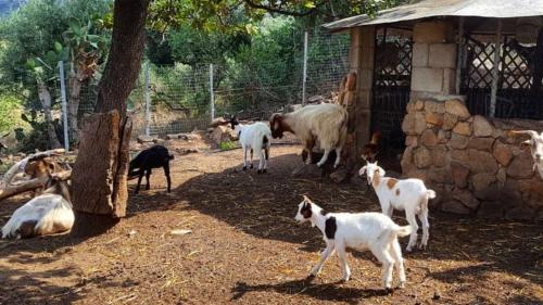 Animales de granja encontrados durante la visita a la Zona Azul